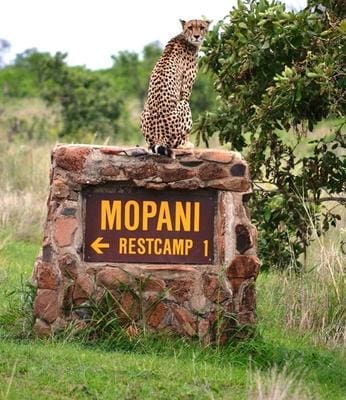 where to stay in kruger national park
